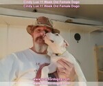 Small Photo #127 Dogo Argentino Puppy For Sale in PINEVILLE, MO, USA