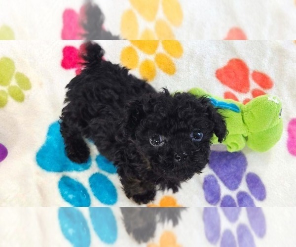 Medium Photo #7 Cavapoo (Miniature)-Poodle (Toy) Mix Puppy For Sale in ORO VALLEY, AZ, USA