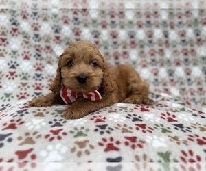 Cock-A-Poo Puppy for sale in LAKELAND, FL, USA