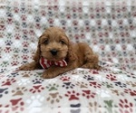 Image preview for Ad Listing. Nickname: Pete