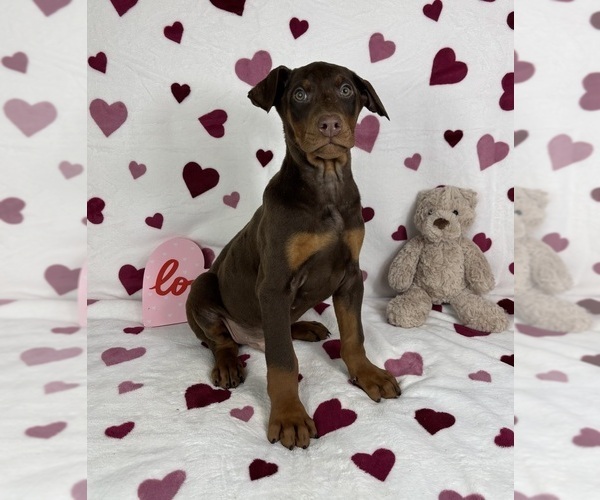 Medium Photo #1 Doberman Pinscher Puppy For Sale in GREENFIELD, IN, USA