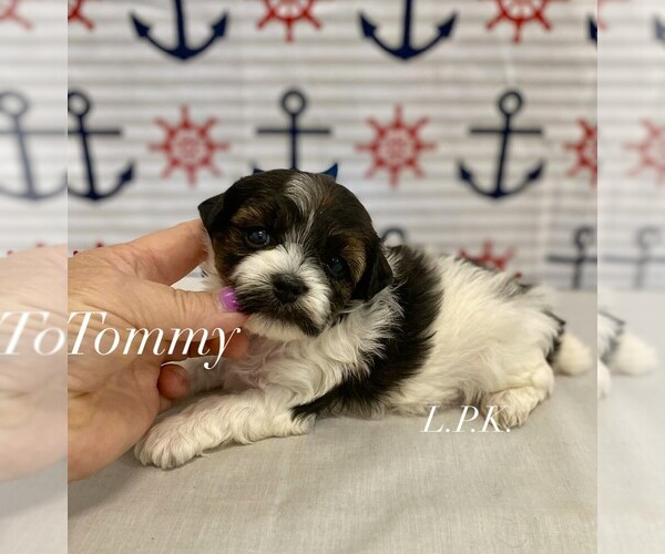 Medium Photo #1 Yorkipoo Puppy For Sale in WINNSBORO, LA, USA