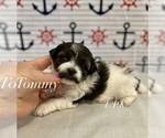 Image preview for Ad Listing. Nickname: Tiny Tommy male