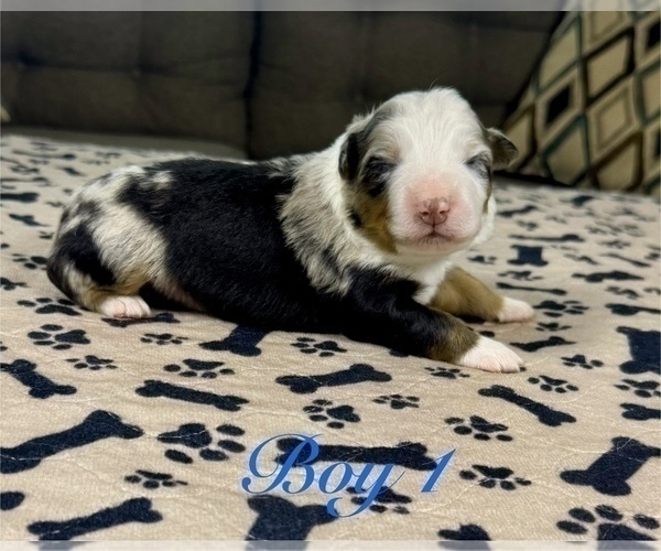 Medium Photo #16 Australian Shepherd Puppy For Sale in SALISBURY, NC, USA