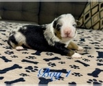 Small #15 Australian Shepherd