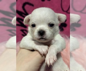 Chihuahua Puppy for sale in SALEM, OR, USA