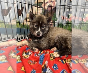 Siberian Husky Puppy for Sale in NEW PORT RICHEY, Florida USA