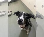 Small Catahoula Leopard Dog Mix