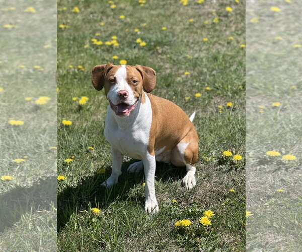 Medium Photo #3 Mutt Puppy For Sale in Shillington, PA, USA