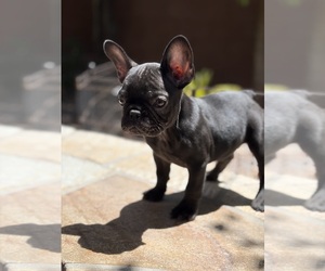 French Bulldog Puppy for sale in LAS VEGAS, NV, USA
