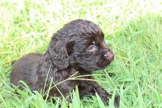 Boykin Spaniel Puppy for sale in HAZLEHURST, GA, USA