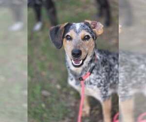 Mutt Dogs for adoption in Martinsburg, WV, USA