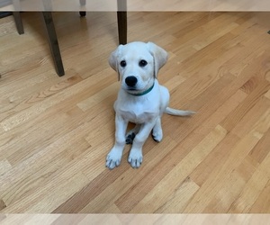 Labrador Retriever Puppy for sale in CHICAGO, IL, USA