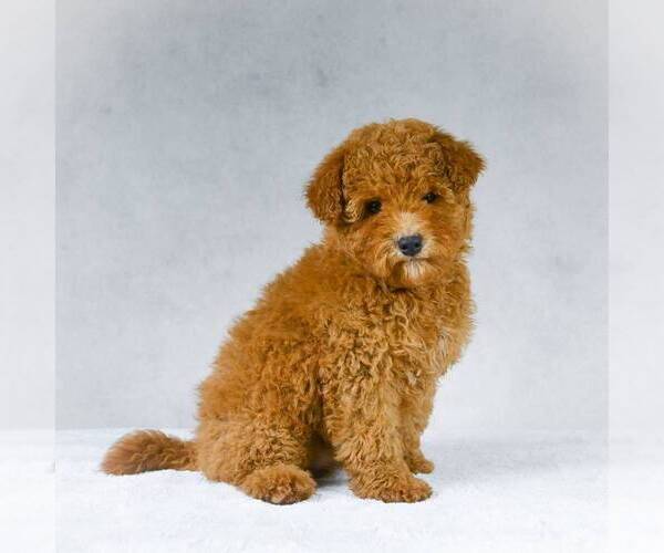 Medium Photo #1 Goldendoodle-Poodle (Miniature) Mix Puppy For Sale in DALTON, OH, USA