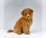 Small Photo #1 Goldendoodle-Poodle (Miniature) Mix Puppy For Sale in DALTON, OH, USA