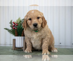 Puppy 5 Goldendoodle