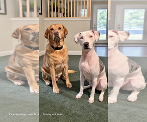 Turbo - Male Labrador Retriever Dog for Adoption - Photo #3