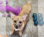 Small #1 Chiweenie