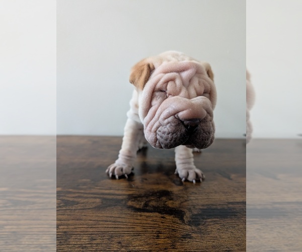 Medium Photo #5 Cocker-Pei Puppy For Sale in MILAN, IL, USA