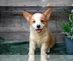 Puppy Ember Pembroke Welsh Corgi