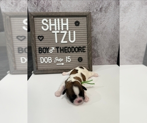Shih Tzu Puppy for Sale in NEW YORK MILLS, Minnesota USA