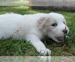 Puppy 7 Great Pyrenees-Labradoodle Mix