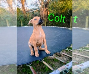 Colt - Male Mutt Dog for Adoption - Photo #5