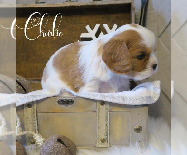 Medium Photo #1 Cavalier King Charles Spaniel Puppy For Sale in WILLIAMSBURG, PA, USA