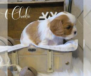Cavalier King Charles Spaniel Puppy for sale in WILLIAMSBURG, PA, USA