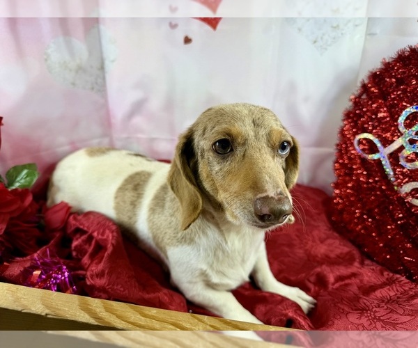 Medium Photo #3 Dachshund Puppy For Sale in CASSVILLE, MO, USA