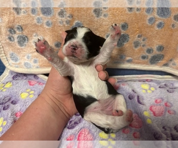 Medium Photo #15 Cocker Spaniel Puppy For Sale in MARTIN, GA, USA