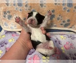 Small Photo #15 Cocker Spaniel Puppy For Sale in MARTIN, GA, USA