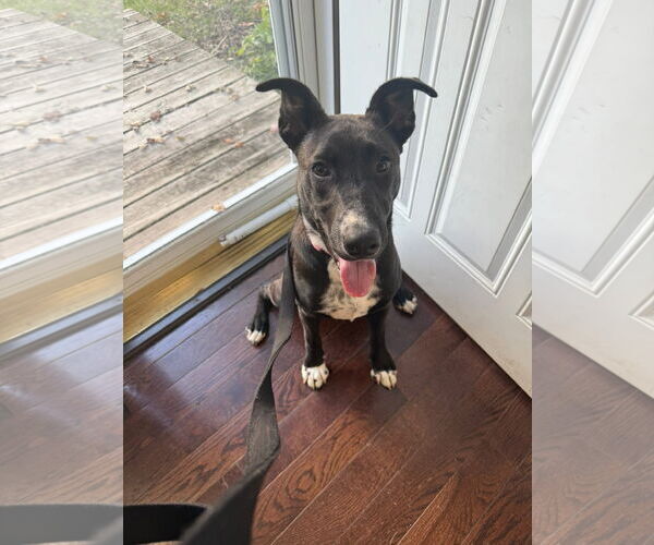 Medium Photo #2 Mutt Puppy For Sale in Germantown, OH, USA