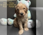 Small Photo #5 Goldendoodle Puppy For Sale in PITTSBURG, CA, USA