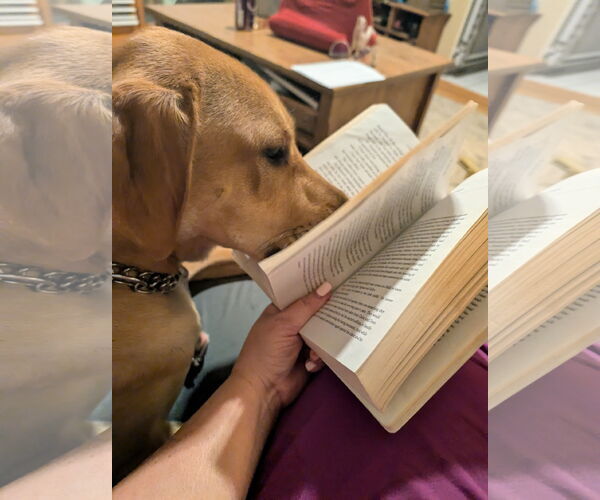 Medium Photo #3 Labrador Retriever Puppy For Sale in Monkton, MD, USA