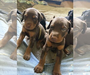 Doberman Pinscher Dogs for adoption in Buffalo, MN, USA