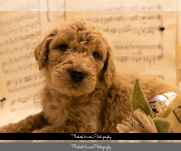Medium Photo #1 Goldendoodle Puppy For Sale in ESCOHEAG, RI, USA