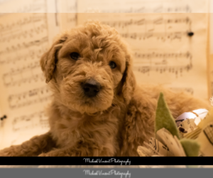 Goldendoodle Puppy for sale in ESCOHEAG, RI, USA