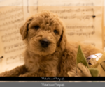 Small Photo #1 Goldendoodle Puppy For Sale in ESCOHEAG, RI, USA