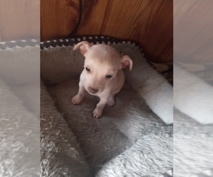 Chihuahua Puppy for sale in SHALLOTTE, NC, USA