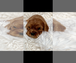 Small #2 Cavalier King Charles Spaniel