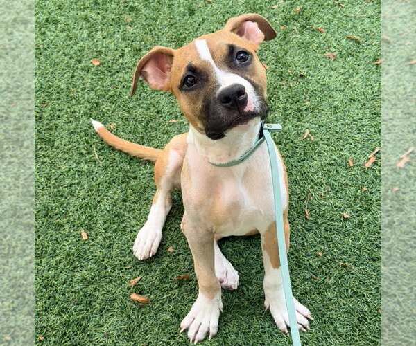 Medium Photo #1 Boxer-Unknown Mix Puppy For Sale in Newfield, NJ, USA