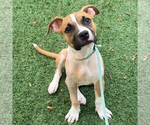 Boxer-Unknown Mix Dogs for adoption in Newfield, NJ, USA