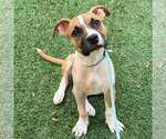 Small Boxer Mix