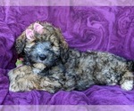 Small Photo #2 Miniature Bernedoodle-Poodle (Miniature) Mix Puppy For Sale in QUARRYVILLE, PA, USA