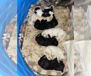 Poodle (Standard) Litter for sale in WEST SALEM, OH, USA