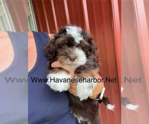 Havanese Puppy for Sale in MBORO, Tennessee USA