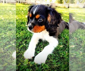 Cavalier King Charles Spaniel Puppy for sale in NINE MILE FALLS, WA, USA