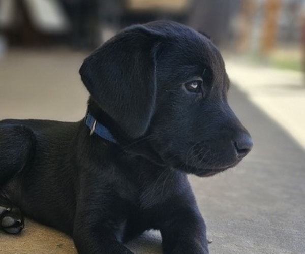 Medium Photo #1 Labrador Retriever Puppy For Sale in PASO ROBLES, CA, USA