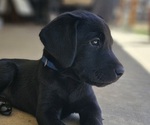 Puppy Blue Collar Labrador Retriever